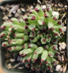 Sempervivum calcareum 'Monstrosum'