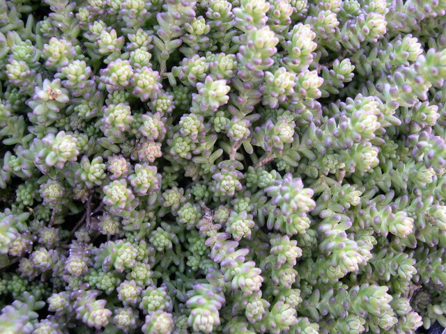 Sedum borissovae (1)