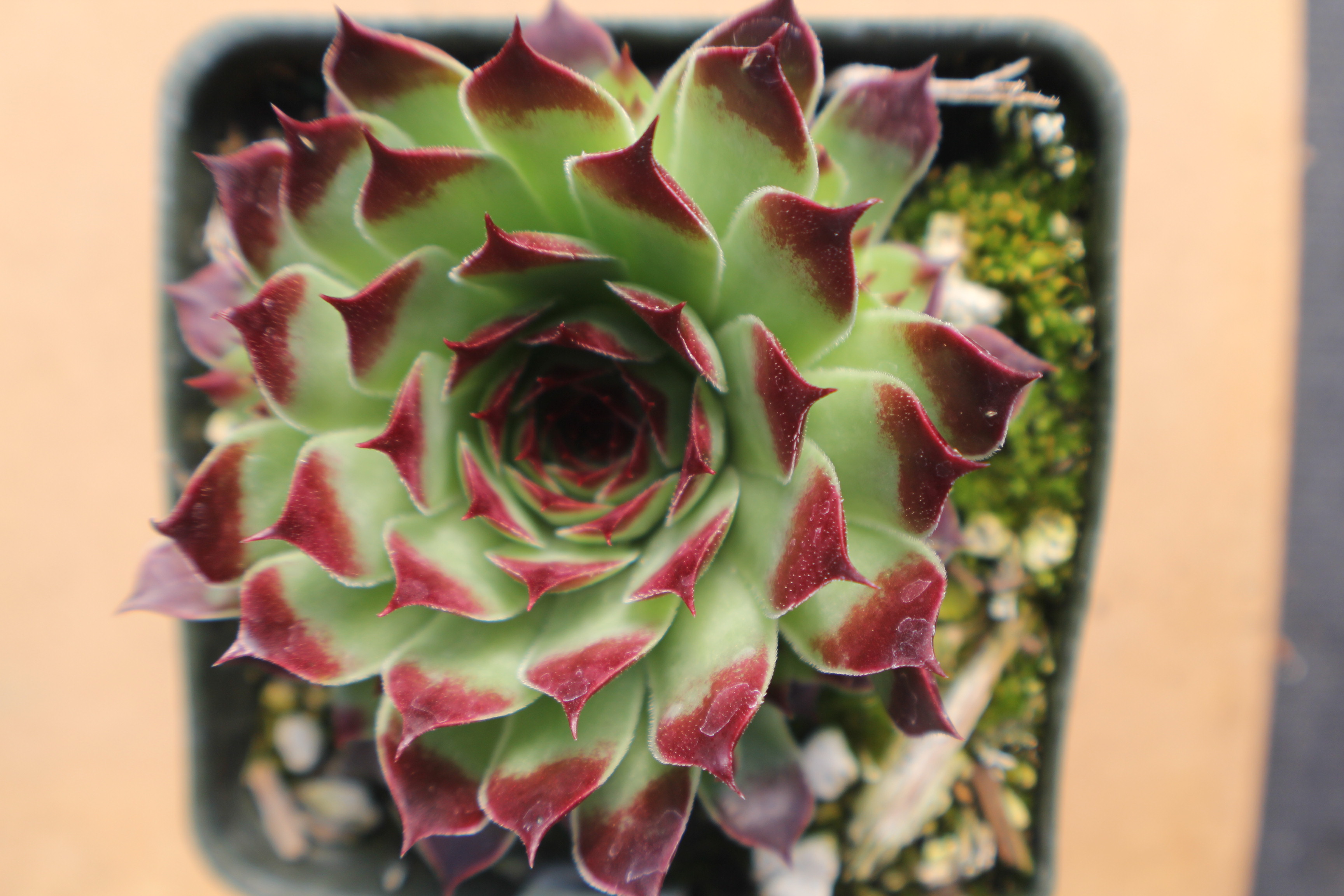 Sempervivum calcareum nigricans