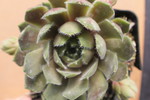 Sempervivum 'Canada Kate'