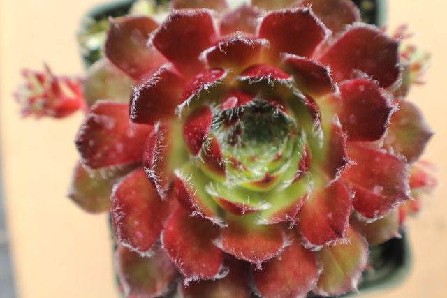 Sempervivum 'Carnival'