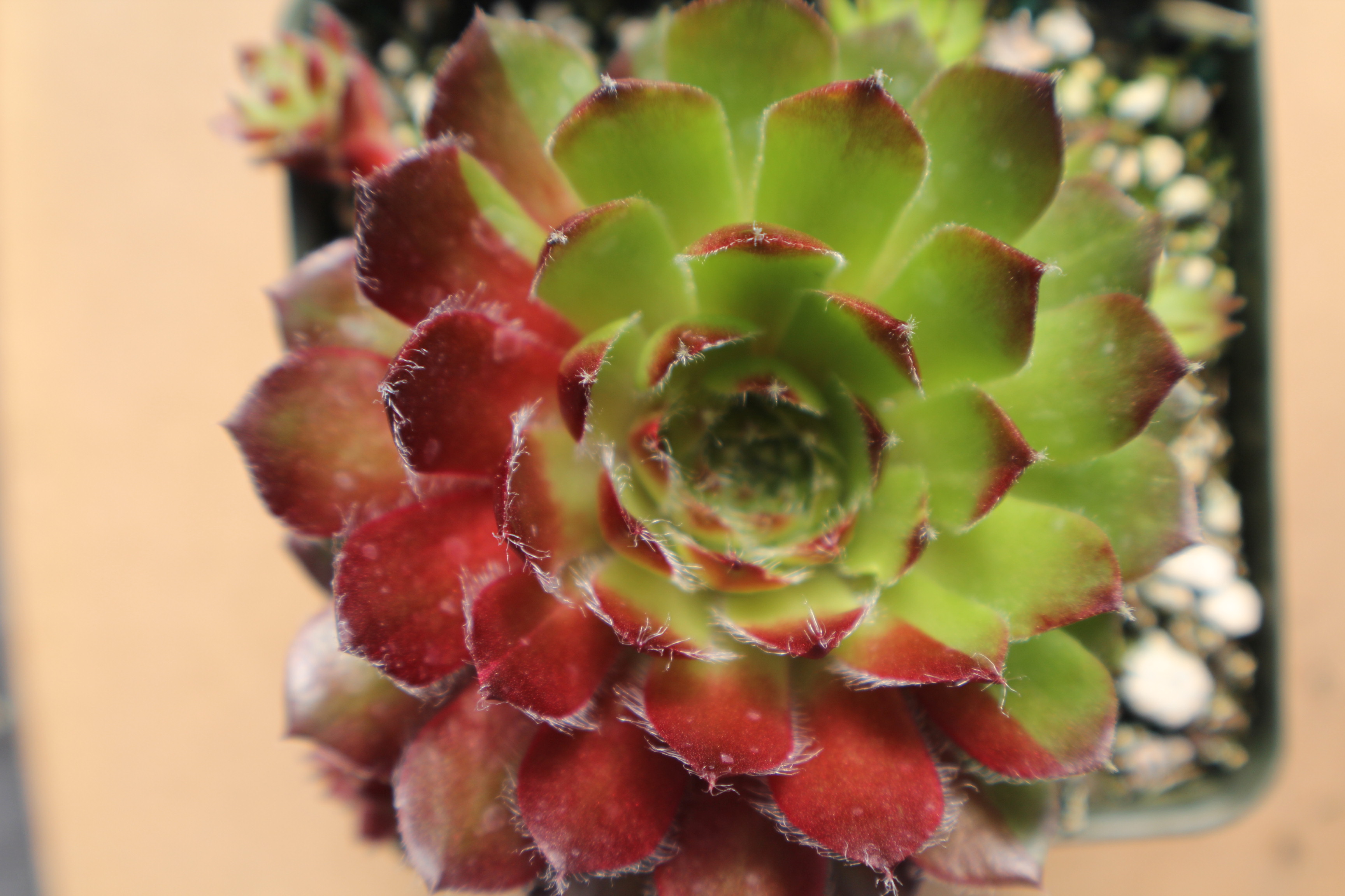 Sempervivum 'Carnival'