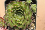 Sempervivum 'Carnival'