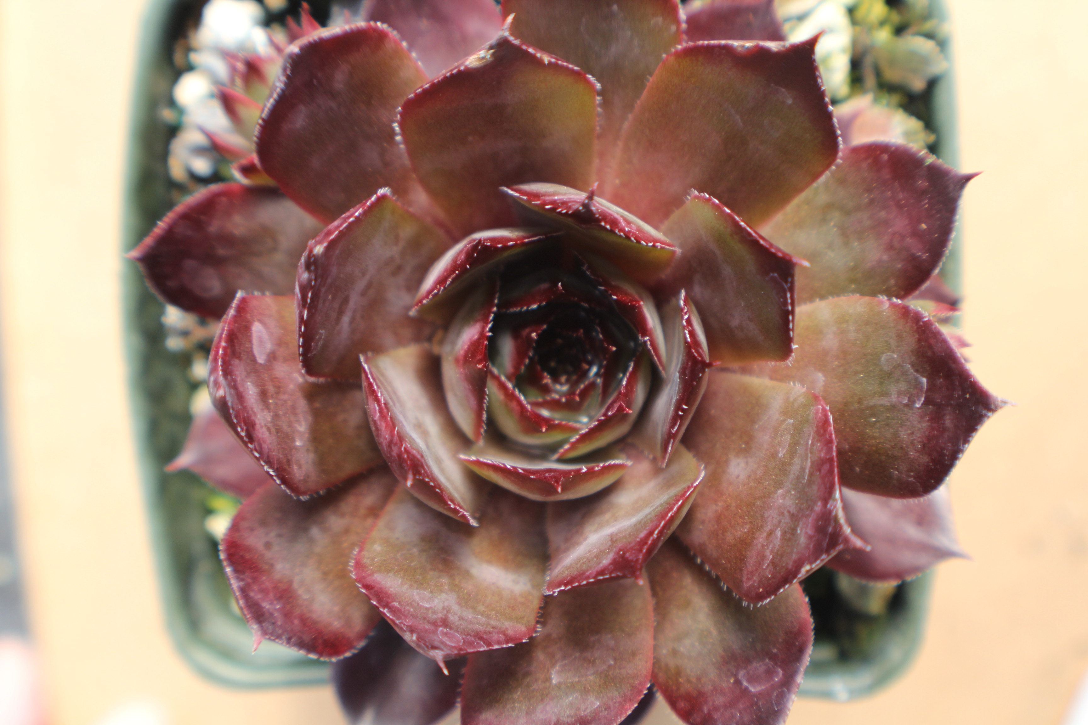 Sempervivum 'Cavo Doro'