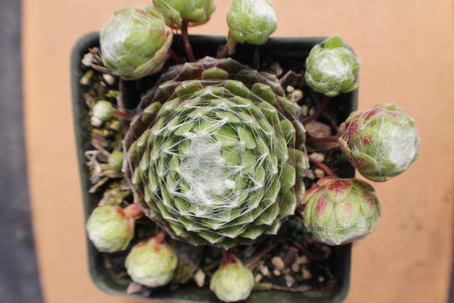 Sempervivum 'Cebenesse'