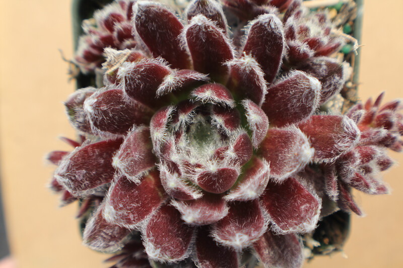 Sempervivum 'Cherry Frost'