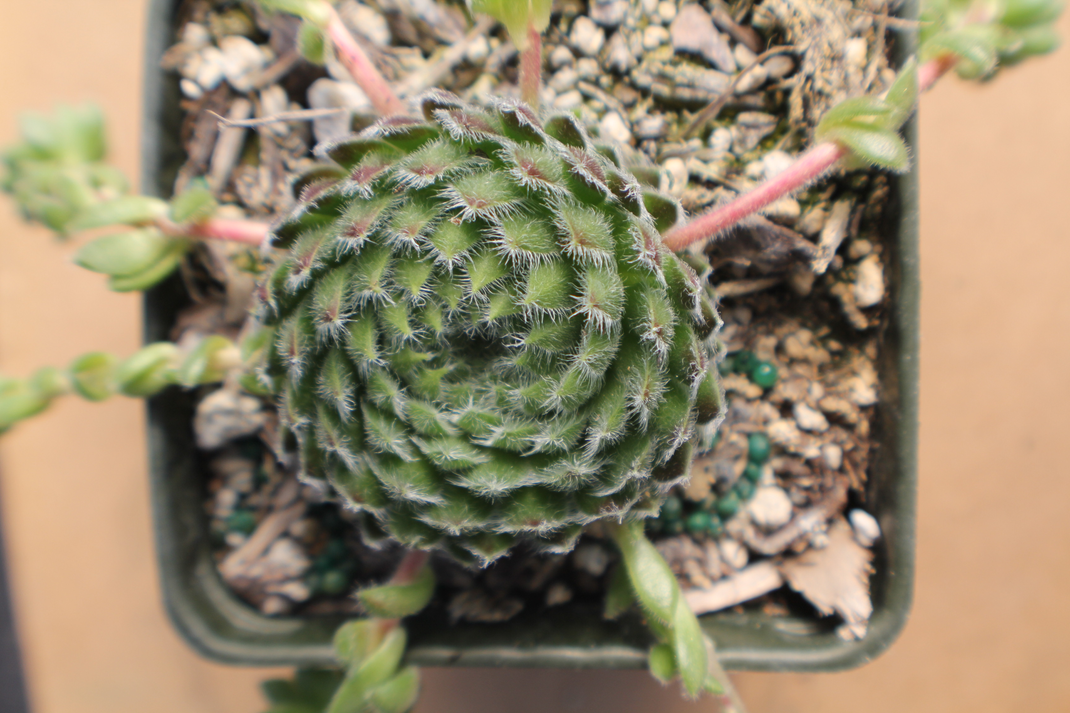 Sempervivum ciliosum 'Ali Botusch'