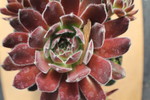 Sempervivum 'Cleveland Morgan'