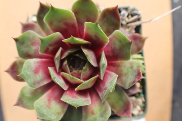 Sempervivum 'Climax'