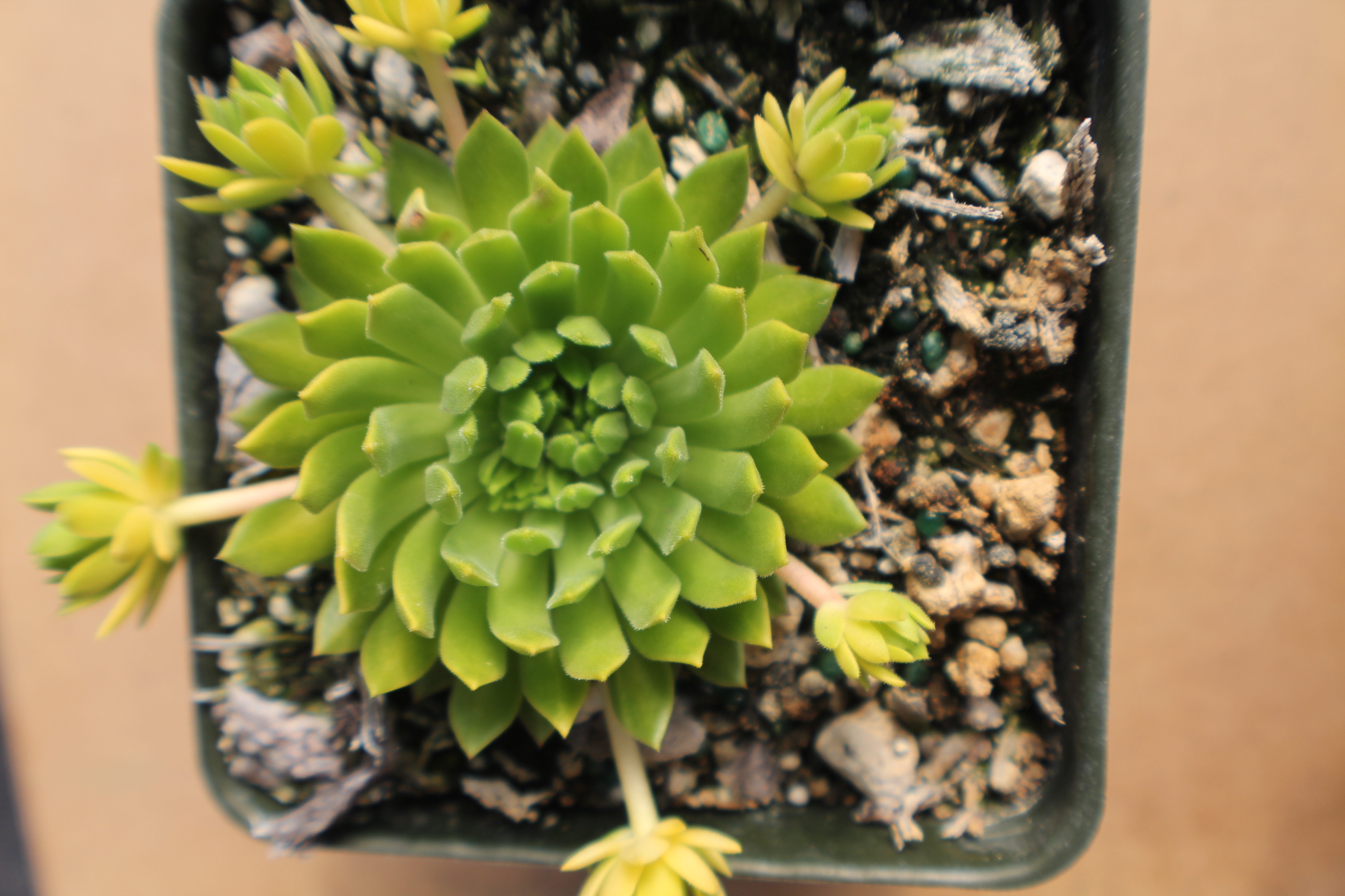 Sempervivum 'Cmirals Yellow'