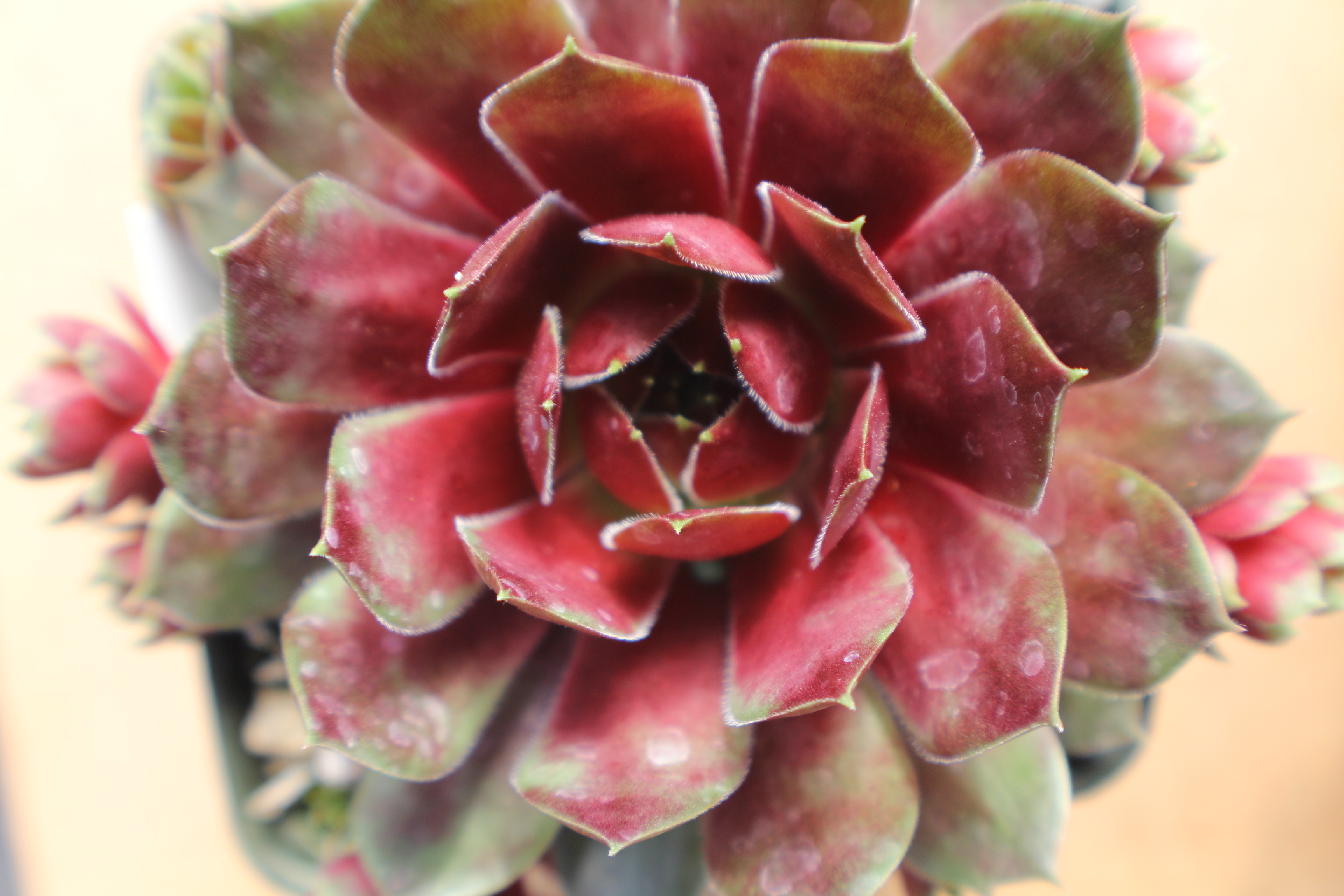 Sempervivum Dark Point