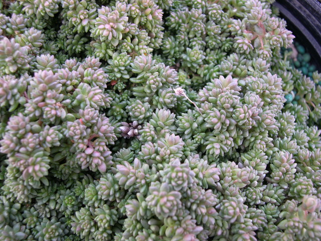 Sedum borschii 'Anna Schallock'