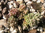 Sedum borschii 1