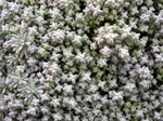 Sedum brevifolium (1)