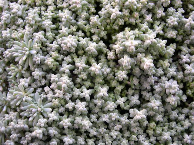 Sedum brevifolium (1)