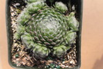 Sempervivum 'Fredegar'