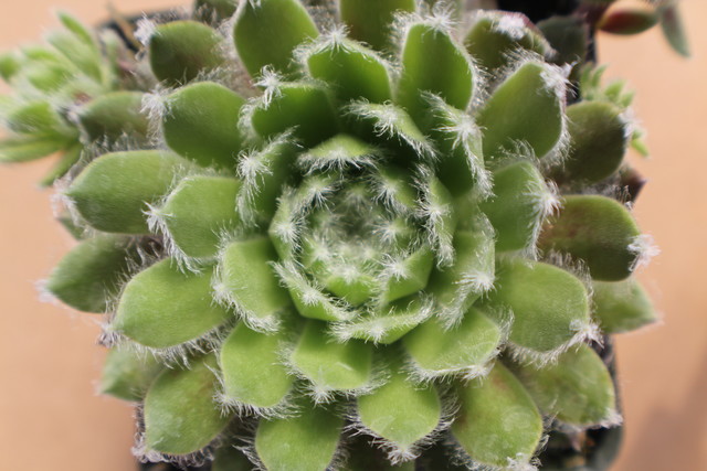 Sempervivum 'Frosty'