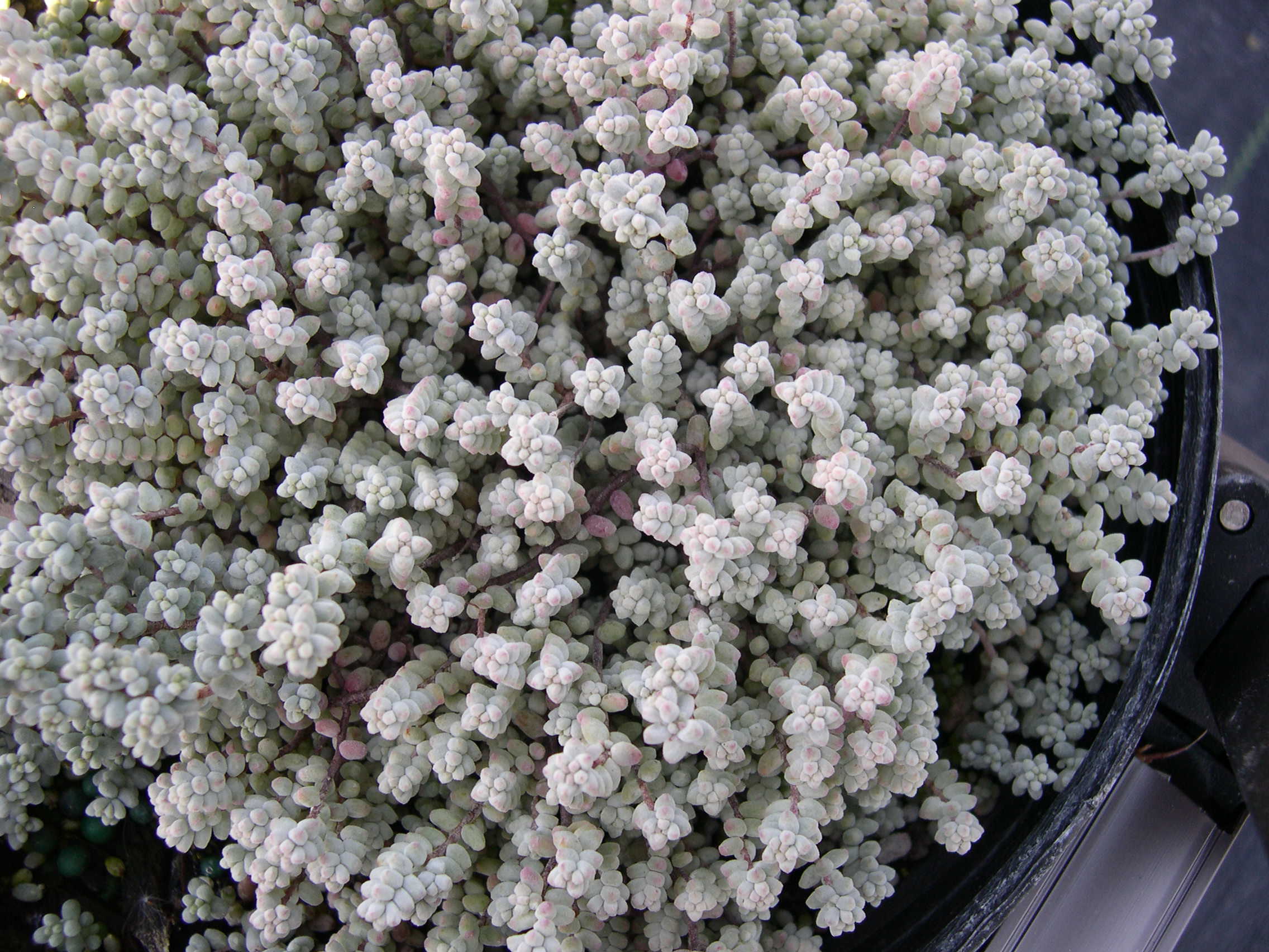 Sedum brevifolium induratum (1)