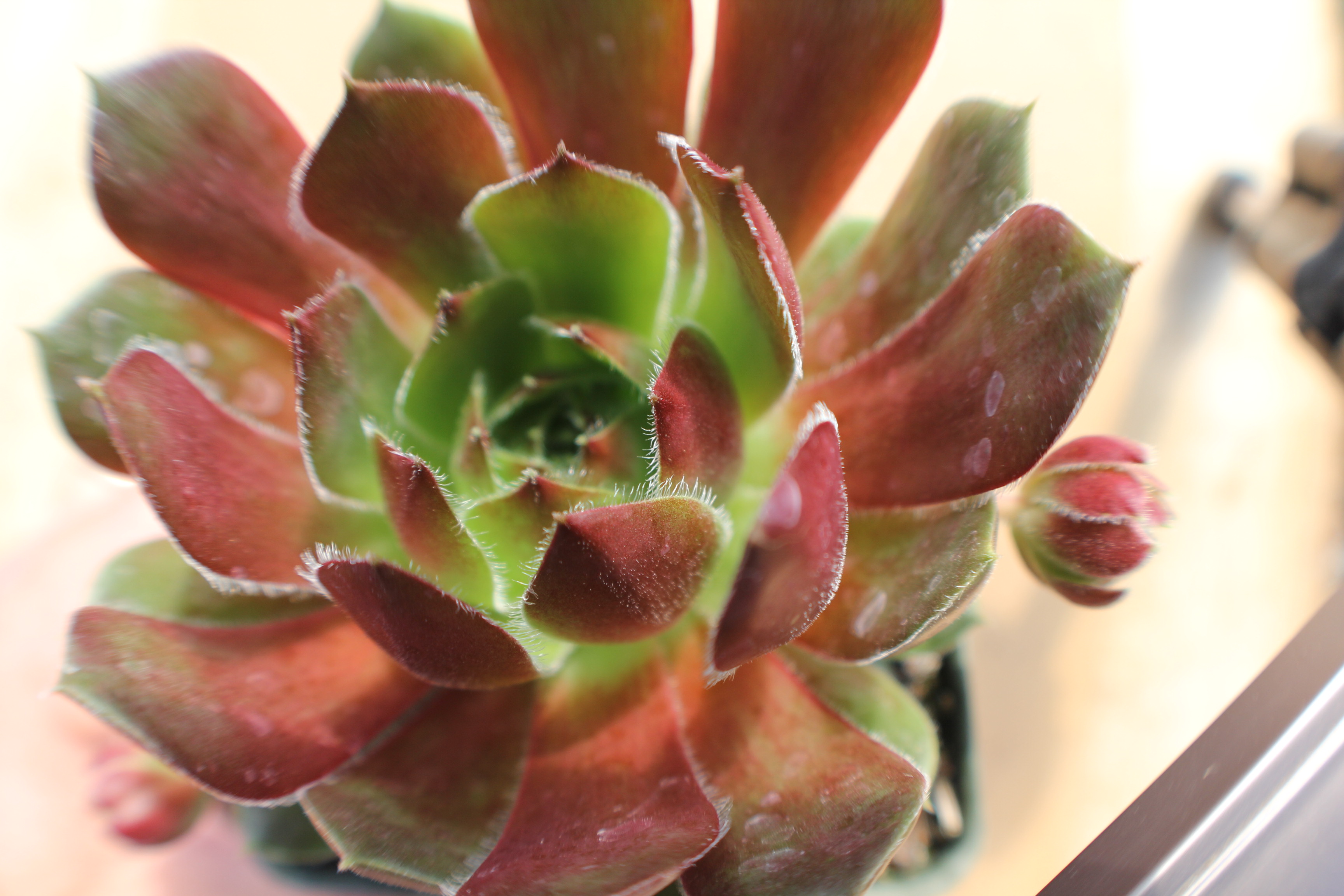 Sempervivum 'Grandiflora Kestoni'