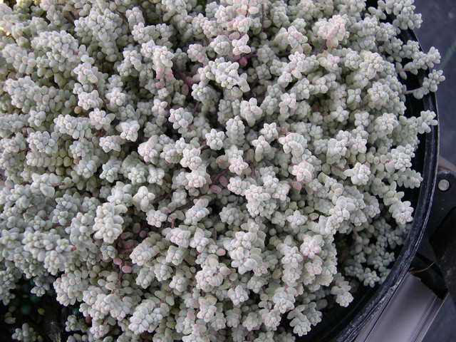 Sedum brevifolium induratum (1)