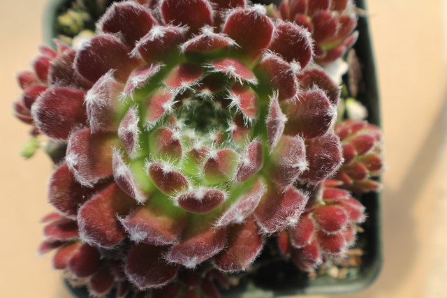 Sempervivum 'Hey Hey'