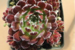 Sempervivum 'Hey Hey'