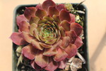 Hortulanus Smit 1
