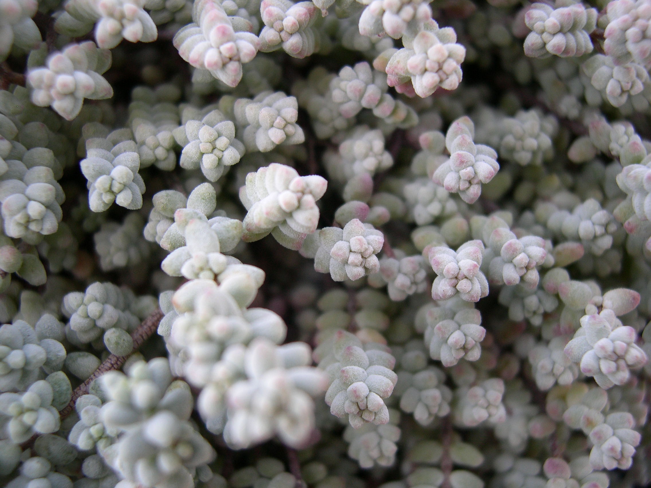 Sedum brevifolium induratum (2)