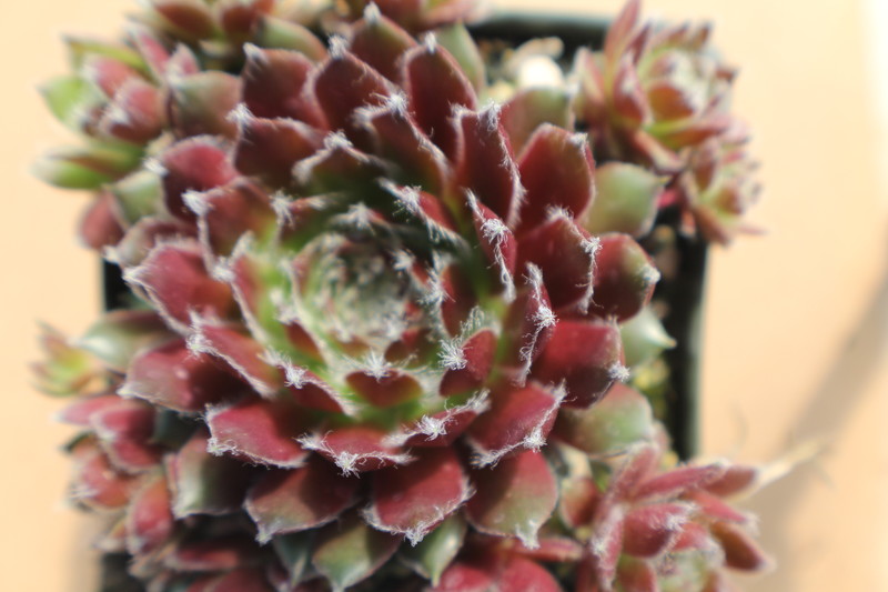 Sempervivum 'Hot Stuff'