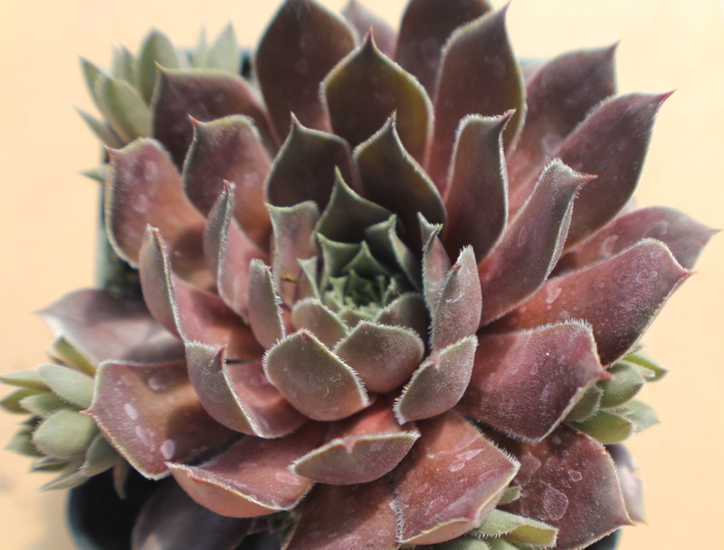 Sempervivum 'Kip'