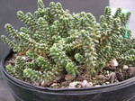 Sedum brevifolium (pea green form) (1)