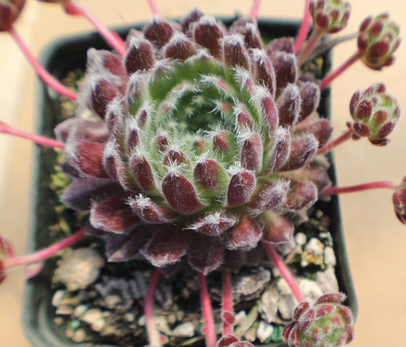 Sempervivum 'Lively Bug'