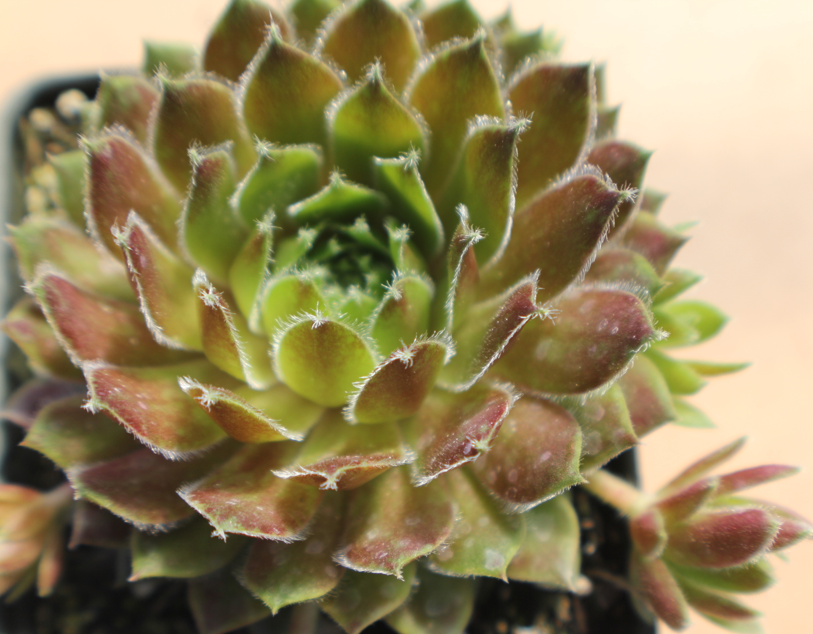 Sempervivum 'Magic Spell'