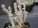 Sedum brevifolium quinquefarium