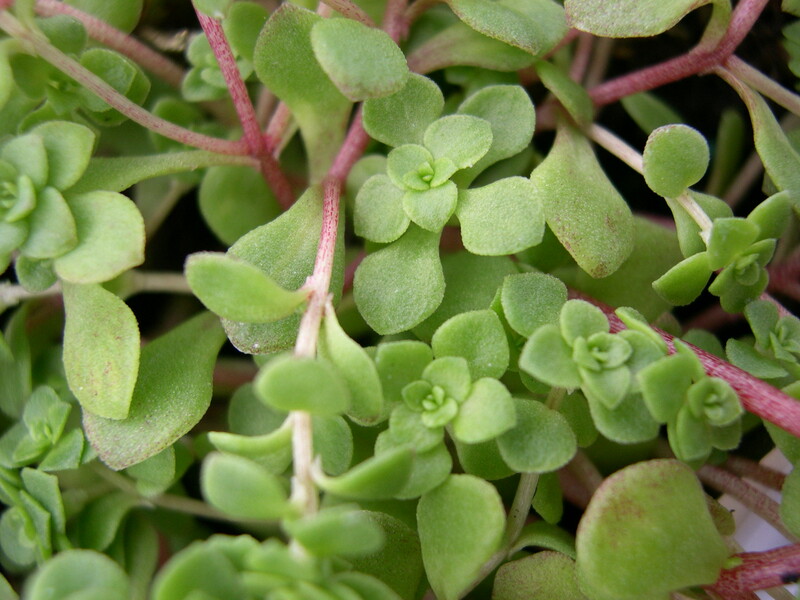 Sedum bulbiferum (1)