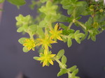 Sedum bulbiferum (2)