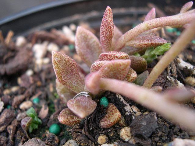 Sedum caducum (2)