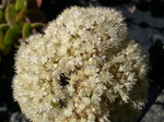 Sedum caucasicum [Hylotelephium caucasicum]