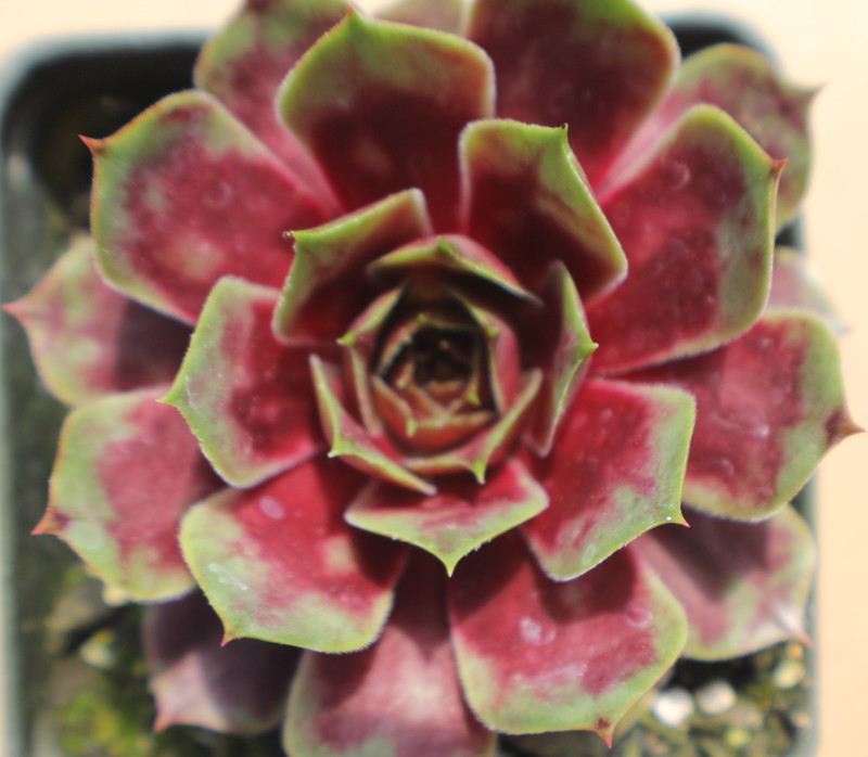 Sempervivum 'Rouge'