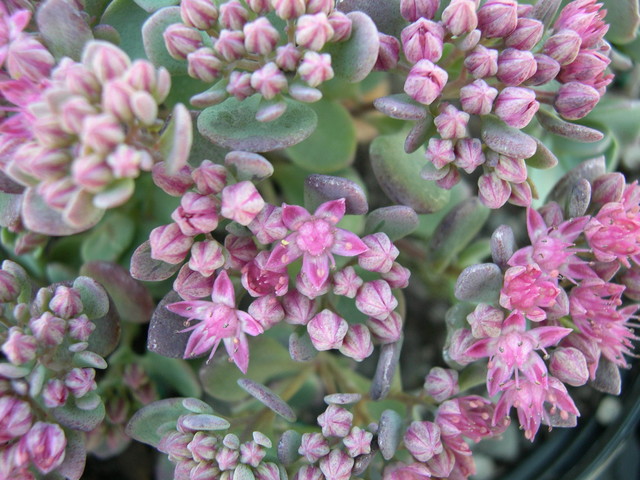 Sedum cauticola 'Bertram Anderson' (1) [Hylotelephium cauticola 'Bertram Anderson']