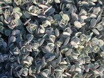 Sedum cauticola 'Bertram Anderson' (2) [Hylotelephium cauticola 'Bertram Anderson']
