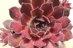 Sempervivum 'Ohio Burgundy'