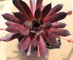 Pacific Mayfair Imp 1