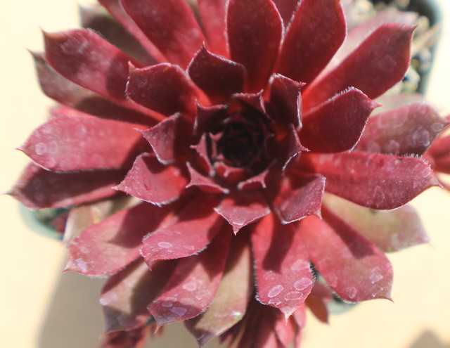 Sempervivum 'Purple Ruby'