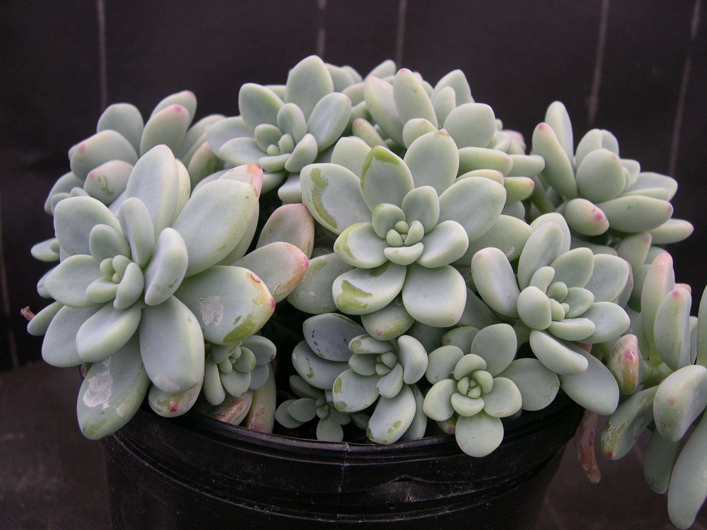 Sedum clavatum (2)