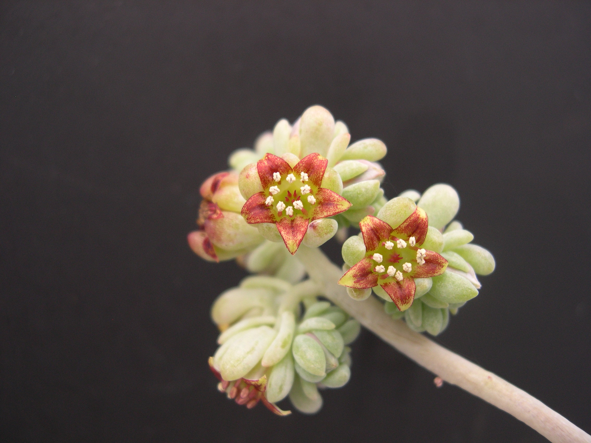 Sedum commixtum (1)