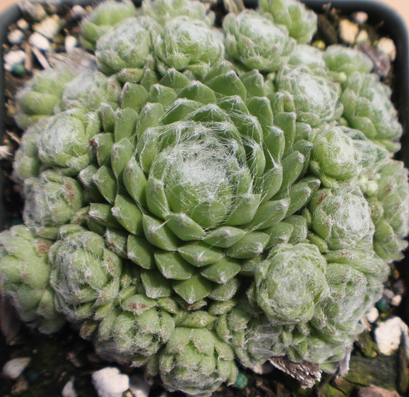 Sempervivum 'Speciosum'