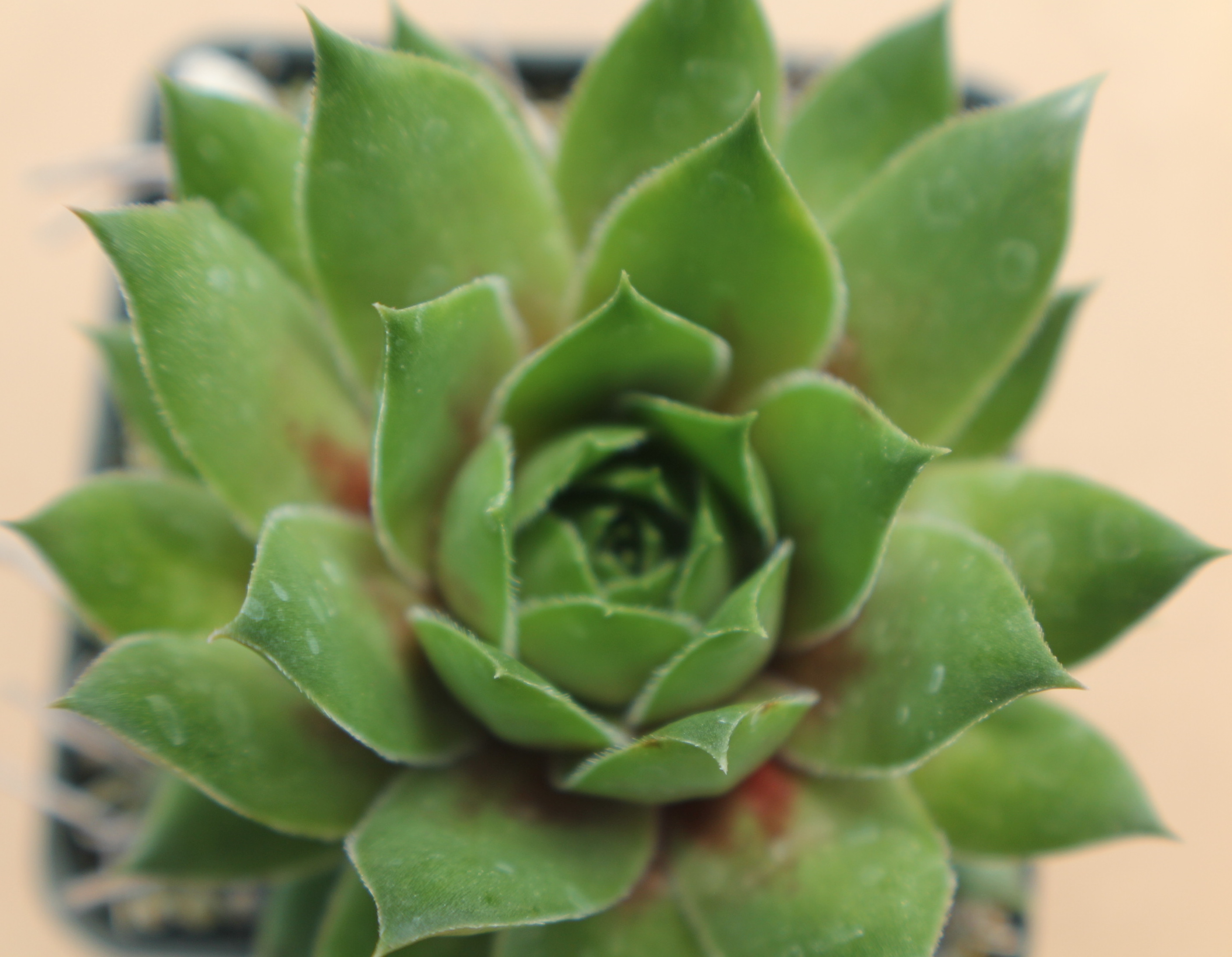 Sempervivum 'Stuffed Olive'