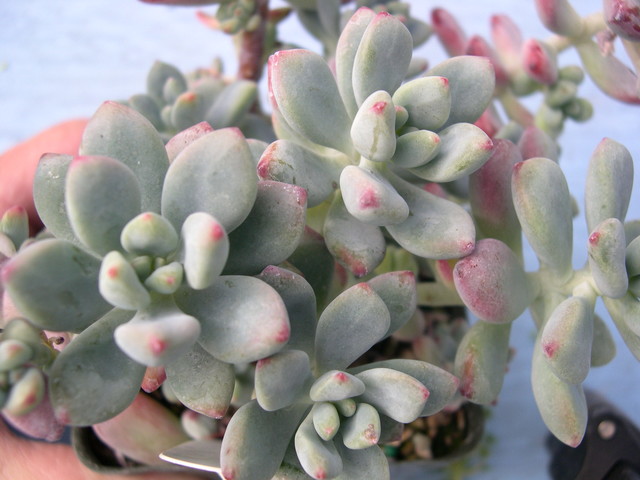 Sedum commixtum (2)