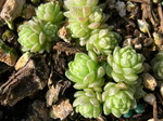 Sedum compactum (1)